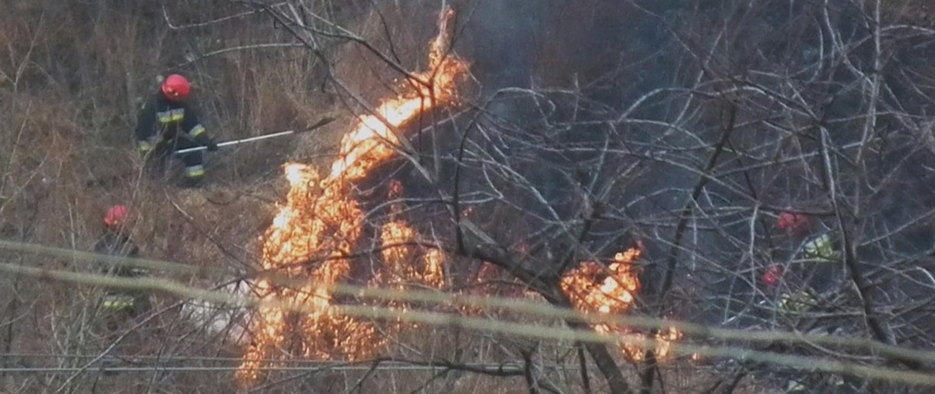 Na zdjęciu widoczni strażacy w hełmach koloru czerwonego i ubrani w specjalne ubrania koloru czarnego gaszący przy użyciu tłumic pożar traw na nieużytkach. 