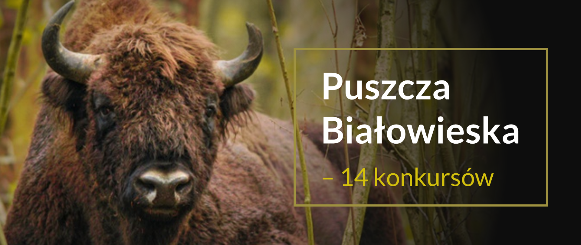 Grafika z żubrem i tekstem: "Puszcza Białowieska – 14 konkursów"