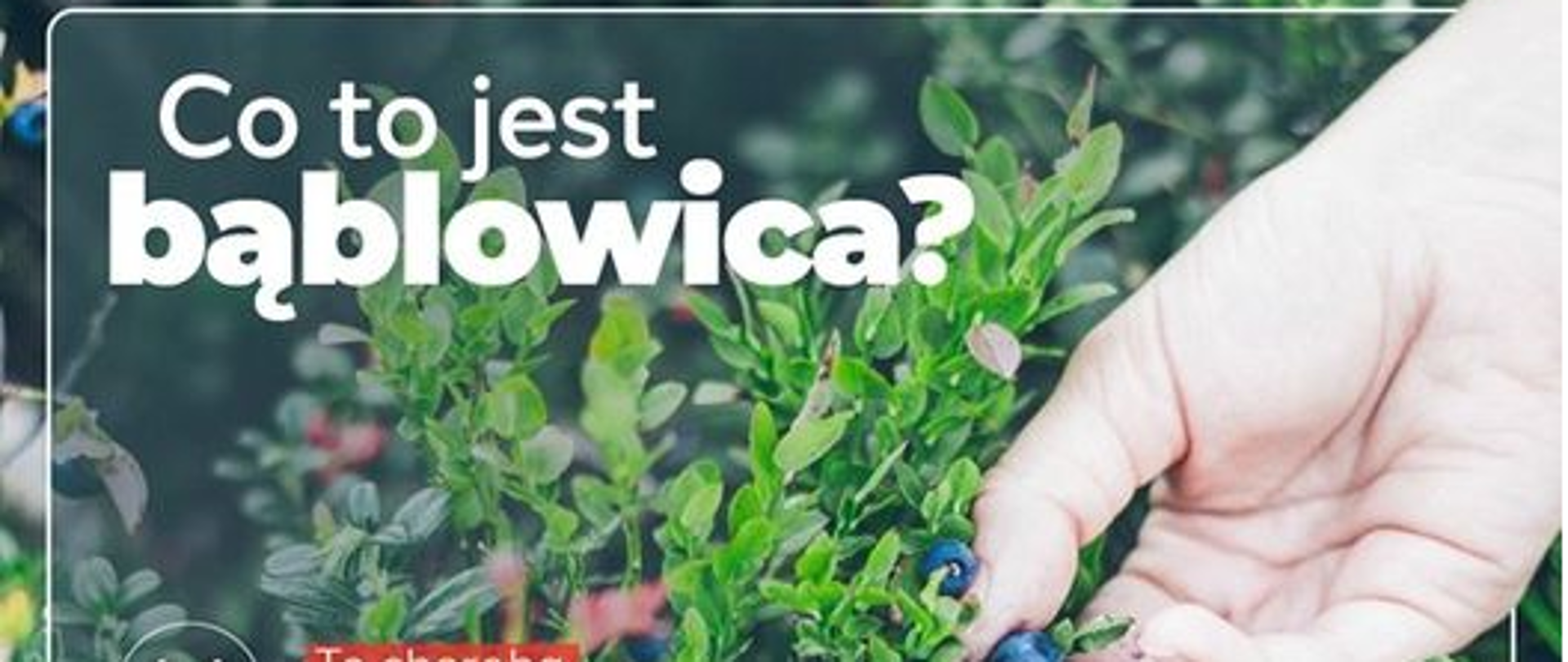 Bablowica