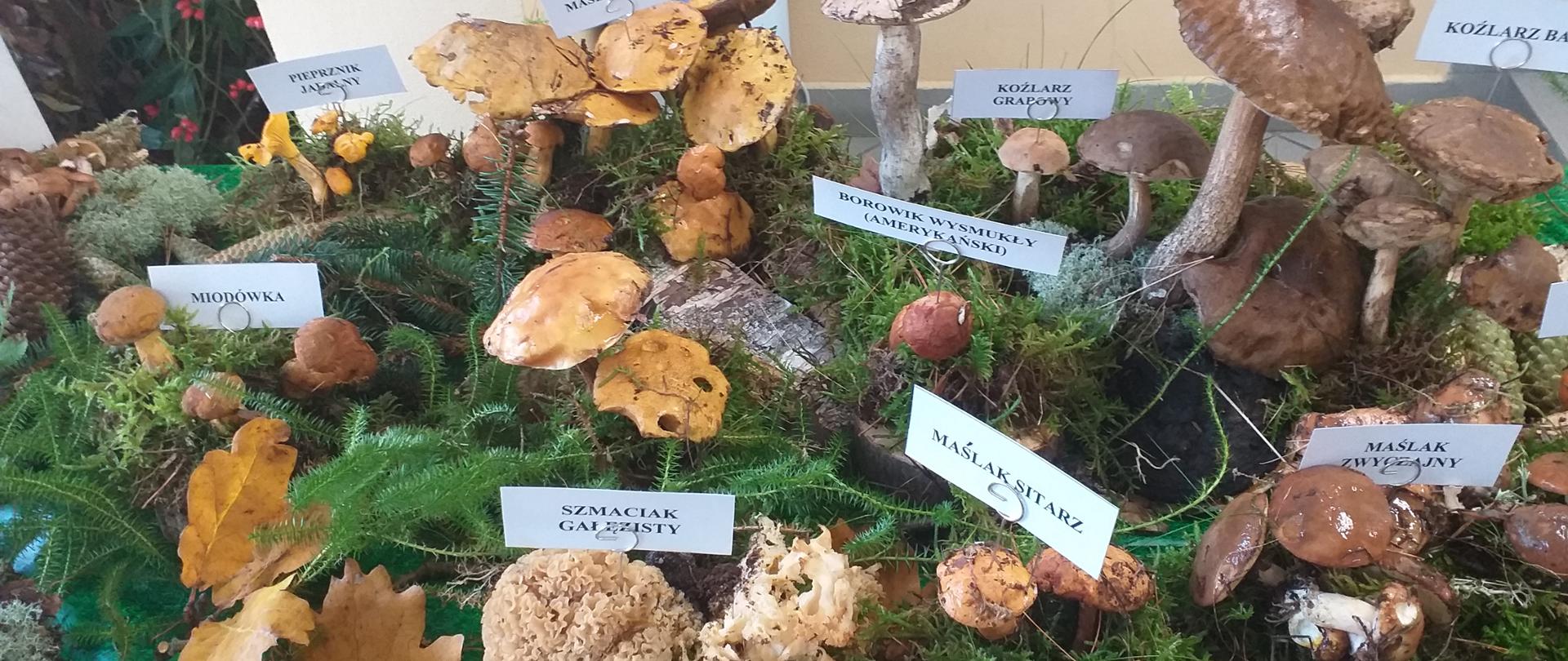 Wystawa grzybowa 2022