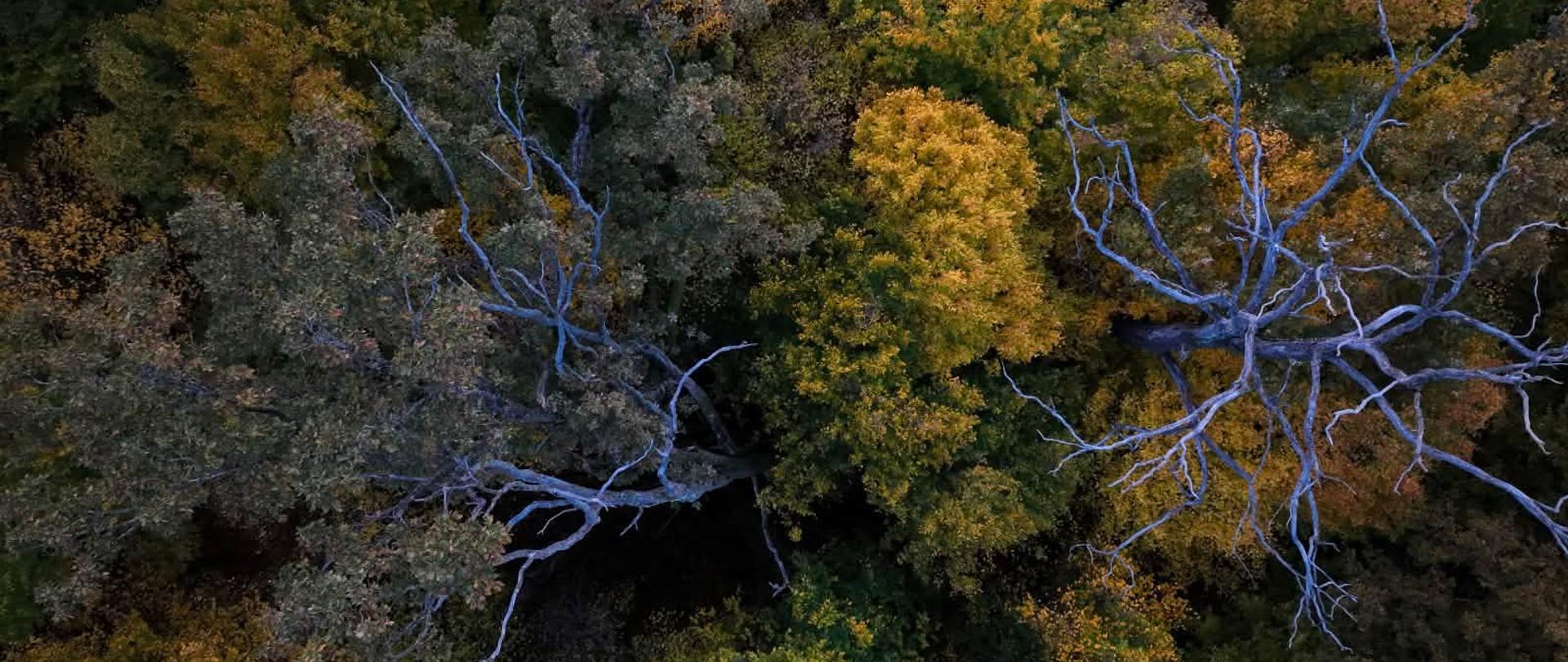 Dzień Drzewa – doceńmy tych cichych strażników przyrody