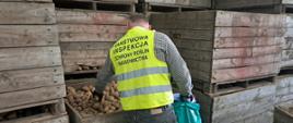 Inspektor WIORiN pobiera ze skrzyniopalety próbę ziemniaków 