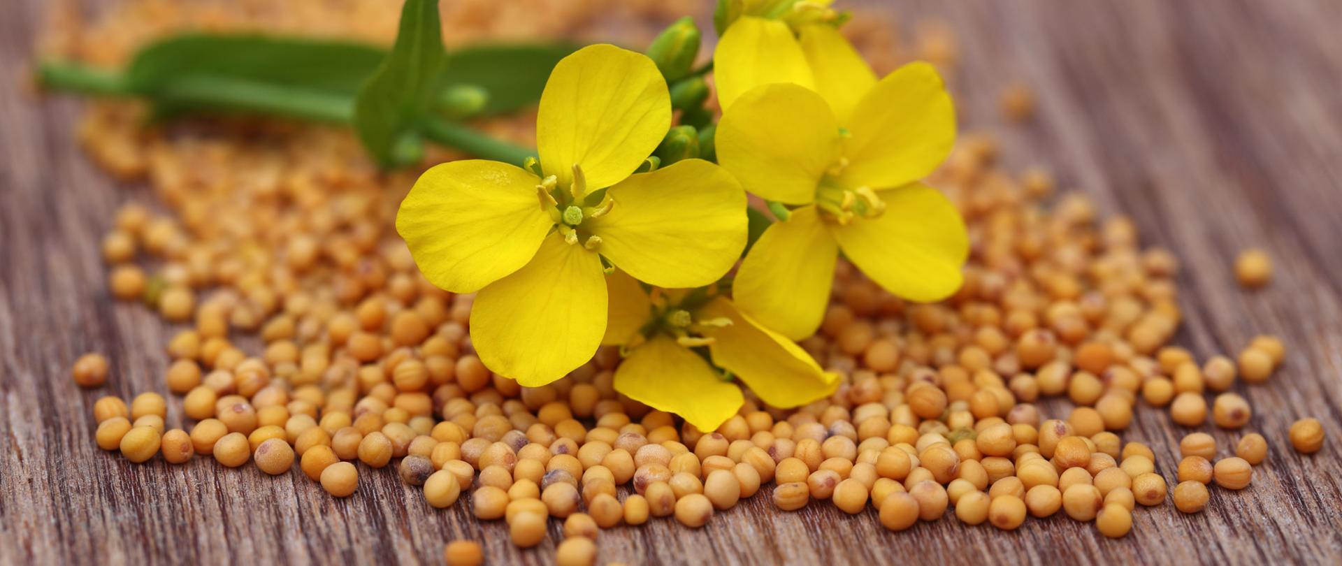 Nasiona i kwiaty gorczycy