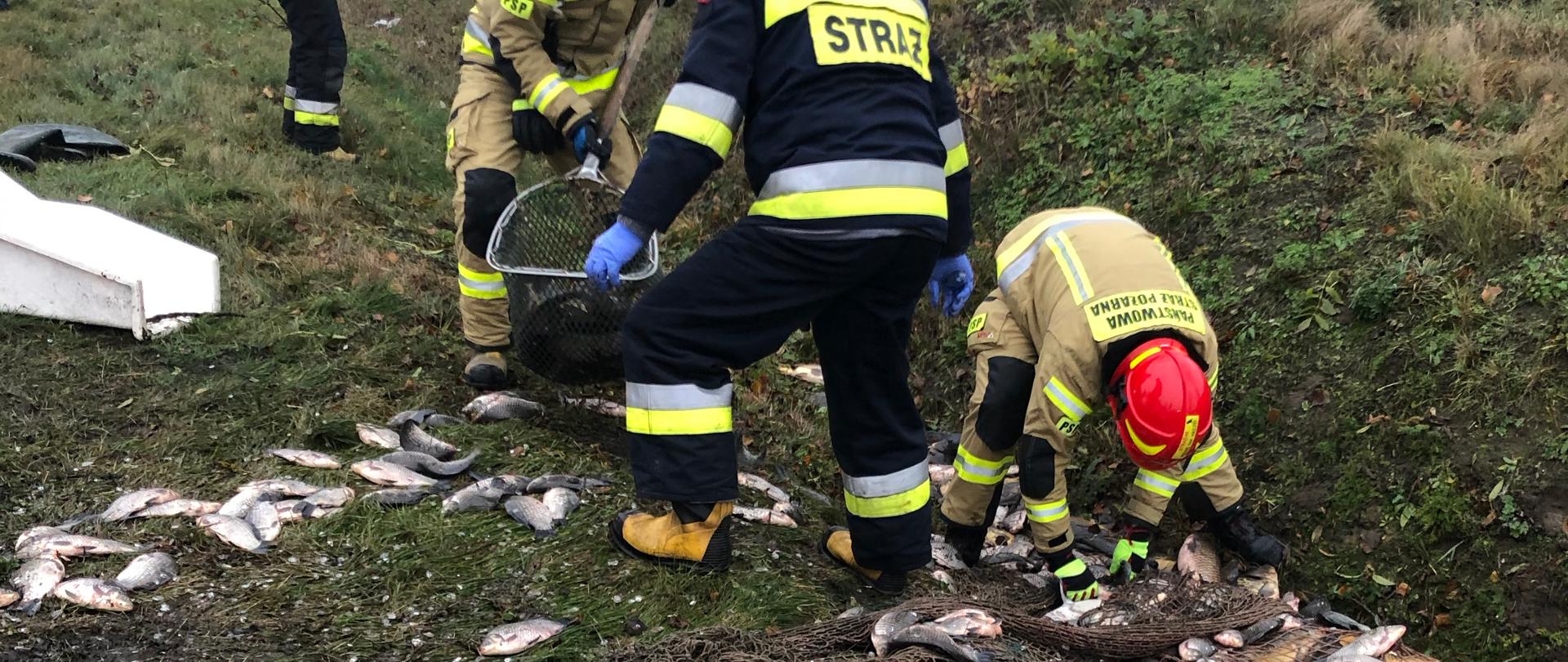 Strażacy zbierają porozrzucane ryby, które wypadły z pojemnika podczas dachowania samochodu