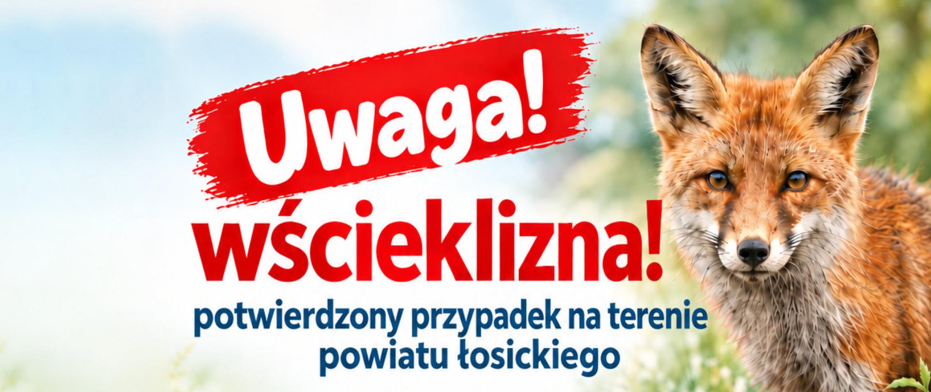 Napis: Uwaga wścieklizna! potwierdzony przypadek na terenie łosickiego. W tle lis.