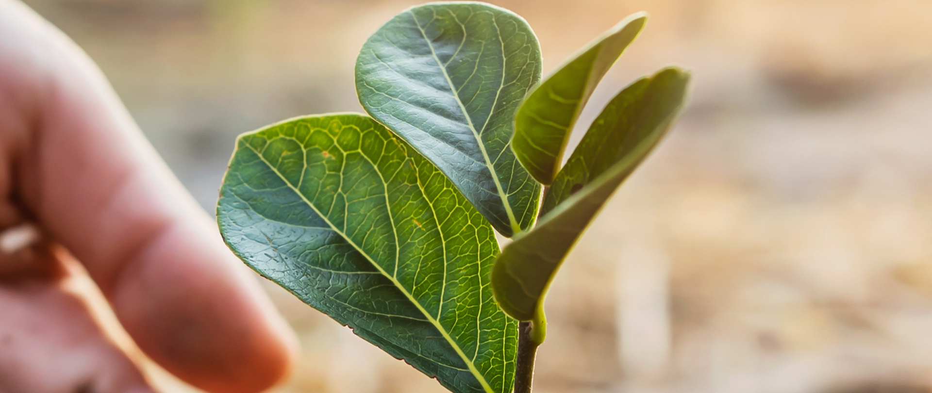 Światowy Dzień Ziemi 2024 - akcje sadzenia drzew na obszarze zarządzanym przez RZGW we Wrocławiu.