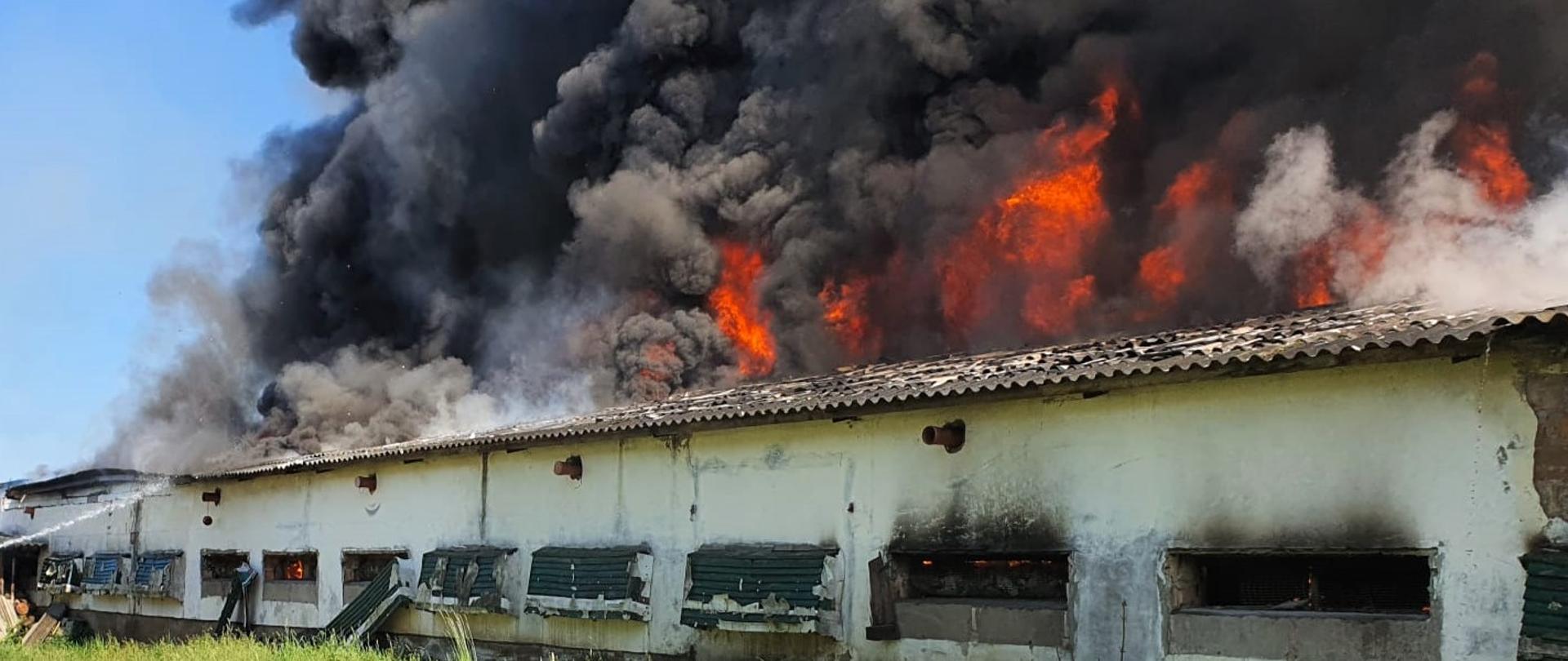 Z długiego budynki inwentarskiego wydobywają się kłęby dymu. 