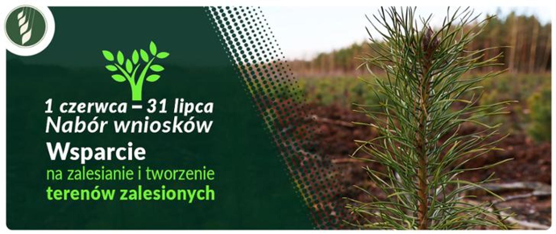 Wsparcie na zalesianie i tworzenie terenów zalesionych – nabór wniosków