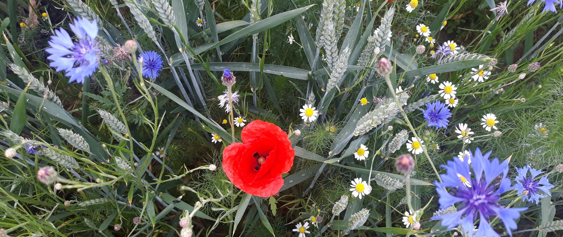 Zdjęcie przedstawia kwitnące chwasty, tj. chabry bławatki