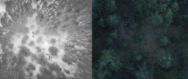 Porównanie zdjęć z drona obraz z kamery termowizyjnej po lewej. Widok na Las.