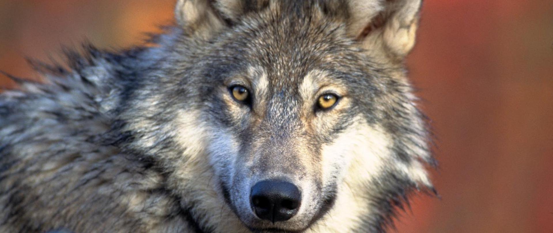 Zdjęcie przedstawia wilka