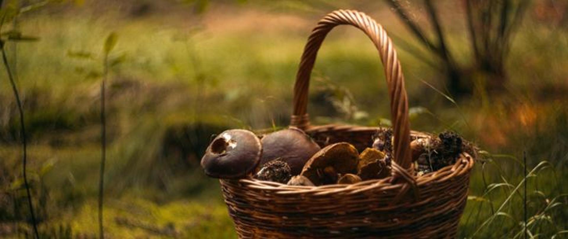 Na zdjęciu znajduje się kosz z grzybami. W tle widoczne jest runo leśne.