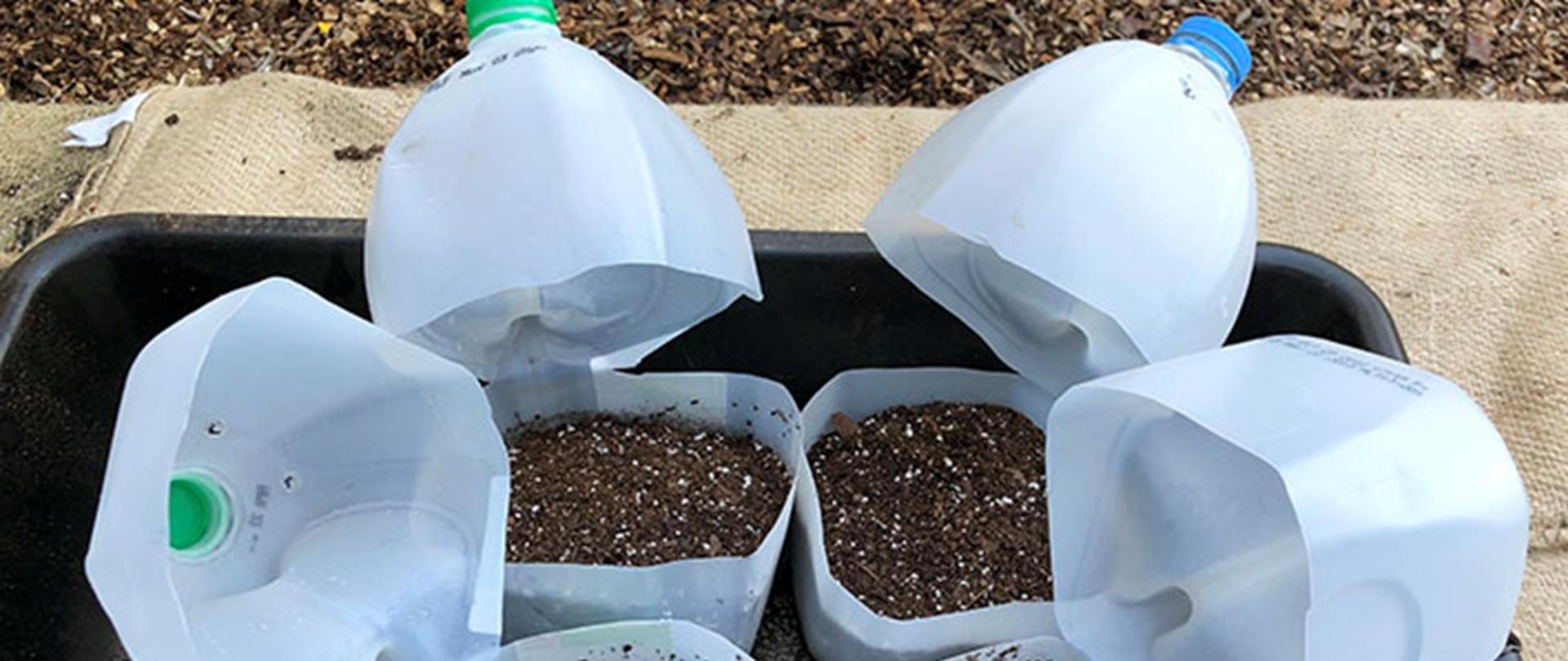 Winter Sowing: Rewolucyjna Metoda Wysiewu Roślin