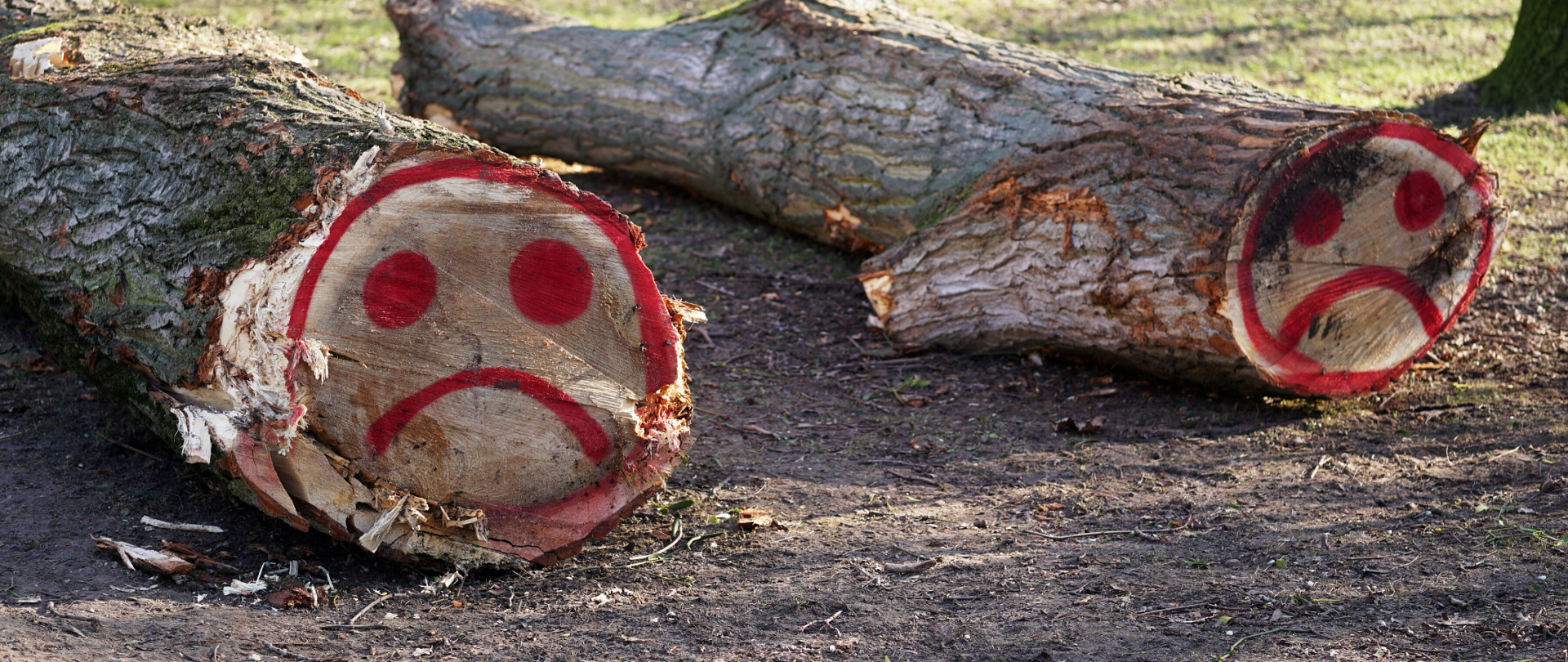 Dwa leżące pnie, na których ktoś namalował sprayem dwie smutne buźki