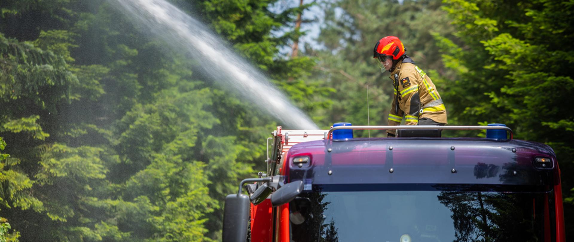 Na zdjęciu widoczny strażak w ubraniu specjalnym piaskowym w czerwonym hełmie podający wodę z działka z dachu czerwonego samochodu pożarniczego na drzewa w lesie. Za strażakiem widoczna ścian lasu z drzew iglastych.