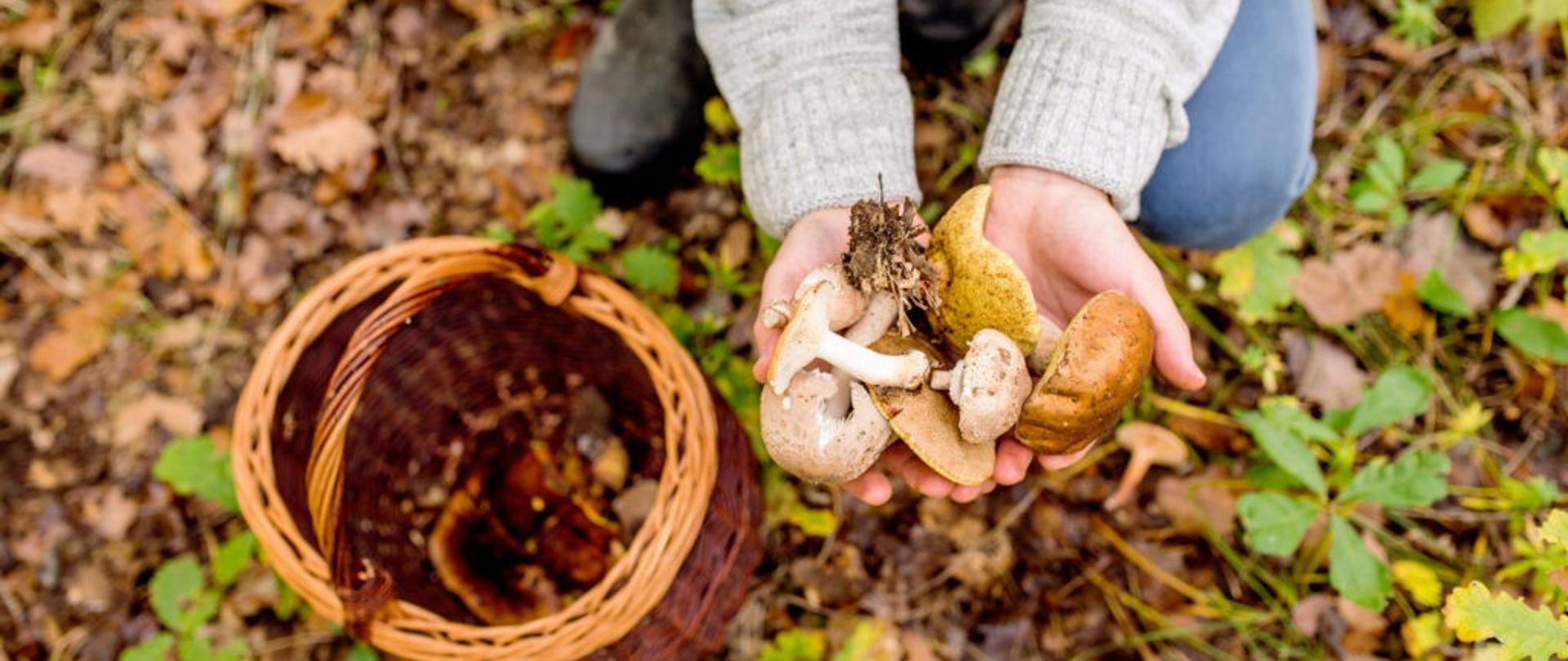 Grzyby - bezpieczne grzybobranie