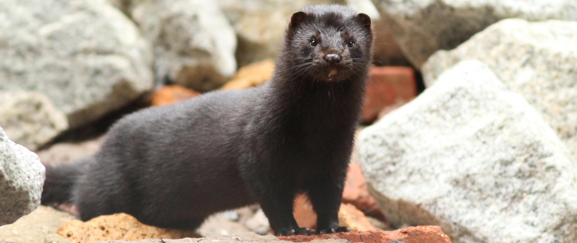 Po środku norka amerykańska w tle białe kamienie.