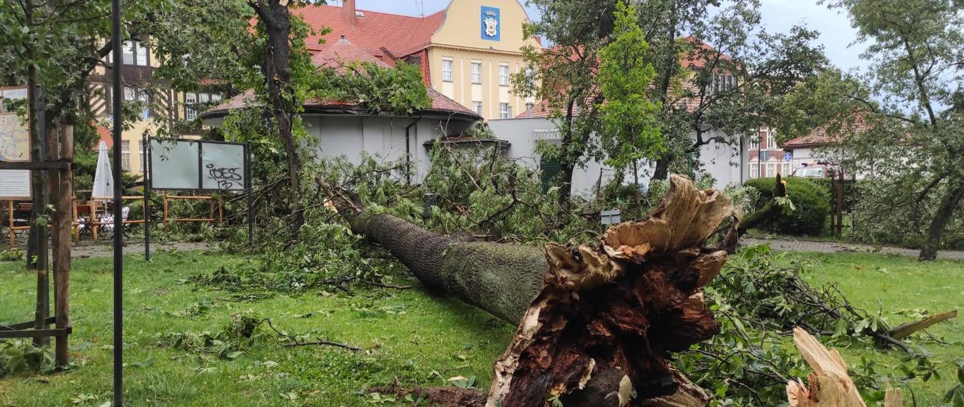 Na zdjęciu znajduje się powalone drzewo, przy lokalu gastronomicznym przy ul. Dworcowej 1 w Chełmnie