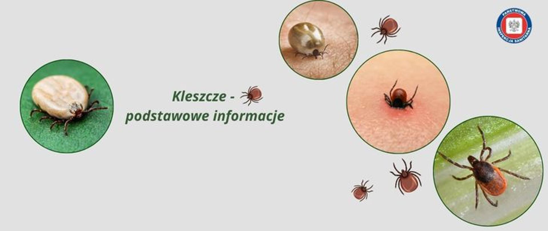 Na jasnym tle zdjęcia różnych form kleszczy. Po prawej w trzech okręgach zdjęcia od góry: kleszcza witego w skórę, który jest w niej już kilka godzin przez co jego rozmiar się powiększył kilkukrotnie, następnie kleszcze wbitego w skórę, gdzie widoczny jest rumień, oraz zdjęcie kleszcza bytującego na liściu. Na środku napis: Kleszcze - podstawowe informacje. Po lewej zdjęcie kleszcza. W prawym górnym rogu okrągłe logo Państwowej Inspekcji Sanitarnej przedstawiające czarnego orła na białym kwadratowym tle, które otoczone jest czerwonym wypełnieniem. Zewnętrzną część logo otacza granatowy okrąg z napisem Państwowa Inspekcja Sanitarna w kolorze białym.