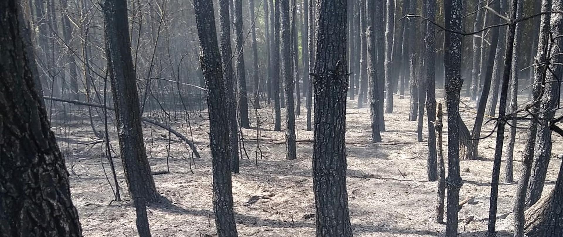 20 maja bieżącego roku około godz. 13:00 do Stanowiska Kierowania KP PSP w Przasnyszu wpłynęło zgłoszenie o pożarze lasu w miejscowości Krukowo.
W chwili przyjazdu straży pożarnej ogniem objęte było ok. 50 arów powierzchni drzewostanu, która była rozdzielona łąką na dwie części. Ze względu na silny wiatr pożar szybko przemieszczał się po wierzchołkach drzew.
Strażacy po zabezpieczeniu miejsca zdarzenia przystąpili do gaszenia pożaru podając prądy gaśnicze wody w natarciu na pożar. W działaniach gaśniczych uczestniczył również samolot Lasów Państwowych. Pojedyncze ogniska dogaszano przy pomocy łopat oraz tłumic.
Spaleniu uległo ok. 0,5 hektara całkowitego drzewostanu w 35 letnim lesie sosnowym. W działaniach udział brało 15 zastępów straży pożarnej.