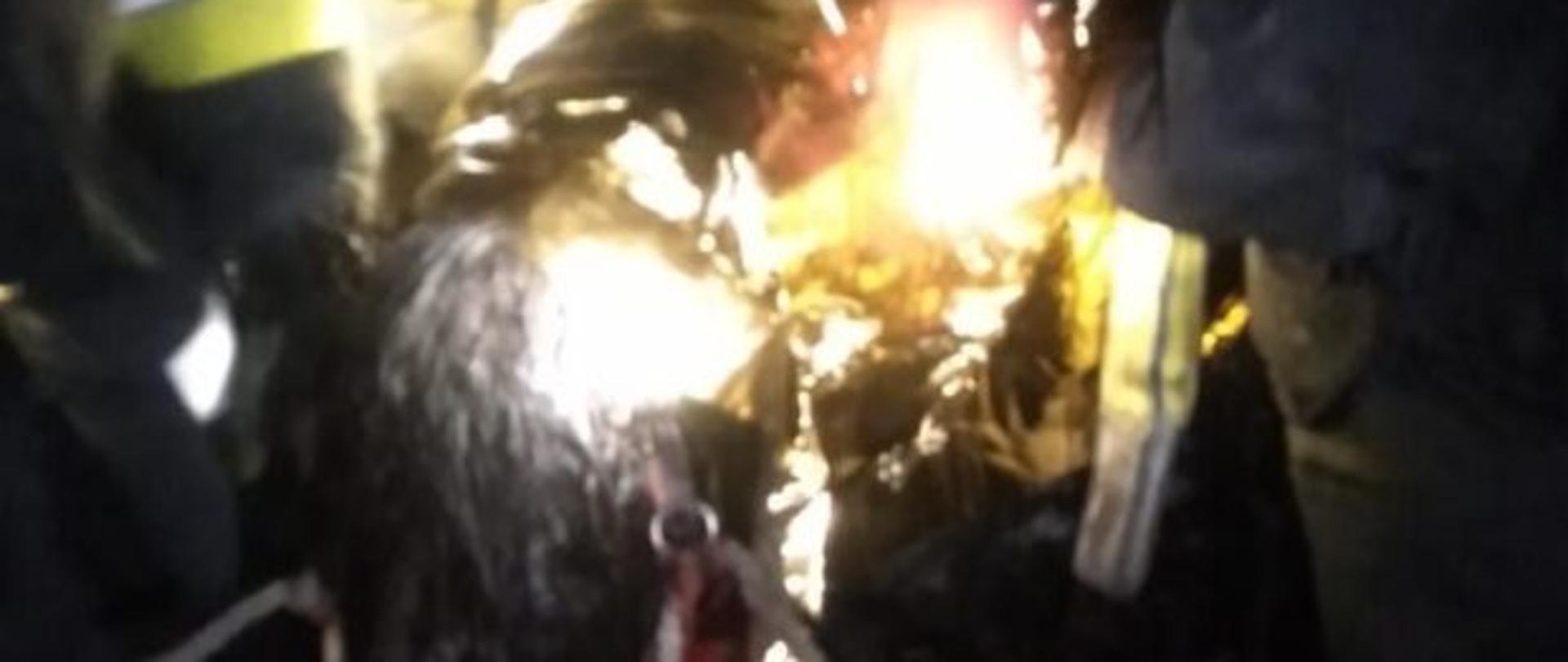 Na zdjęciu wykonanym w porze nocnej widoczny na pierwszym planie jest kuc w otoczeniu strażaków. Strażacy ubrani w ubranie specjalne z hełmami na głowach.