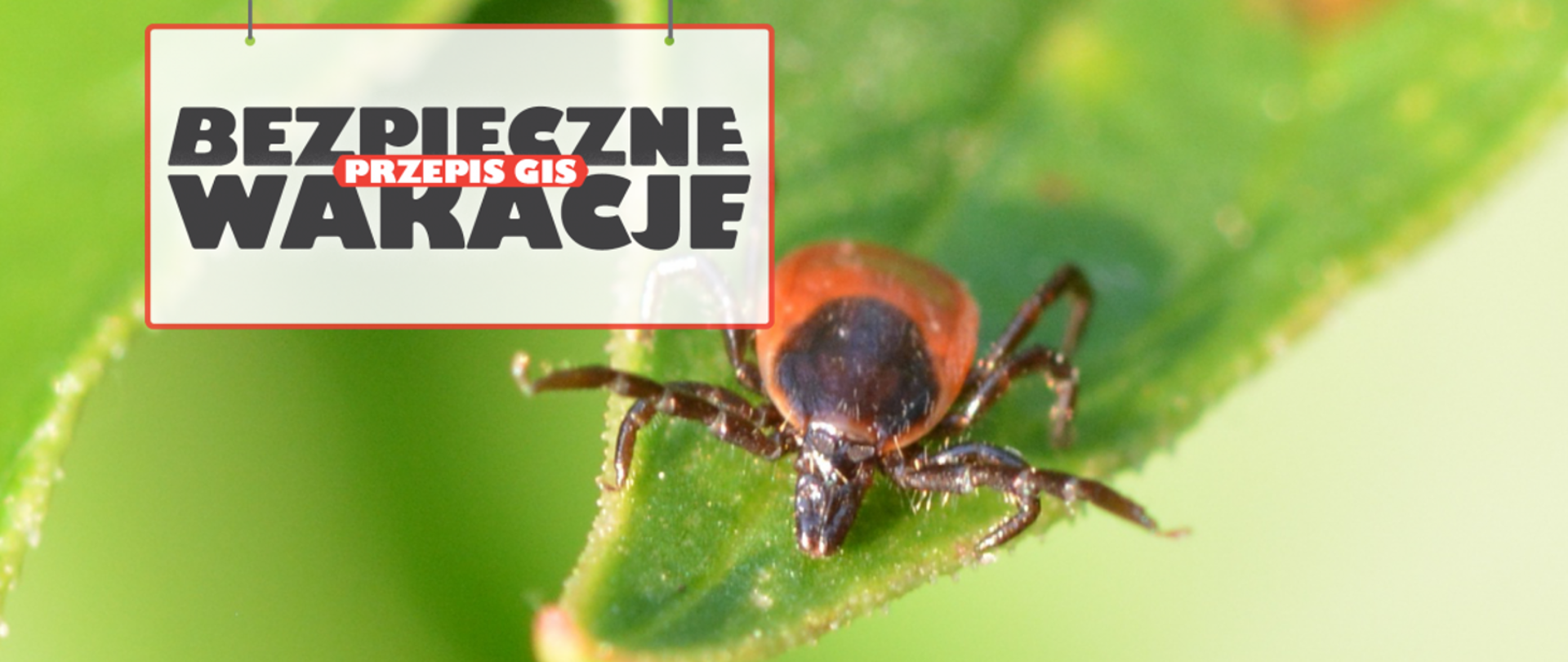 Kleszcze – poważne zagrożenie dla naszego zdrowia