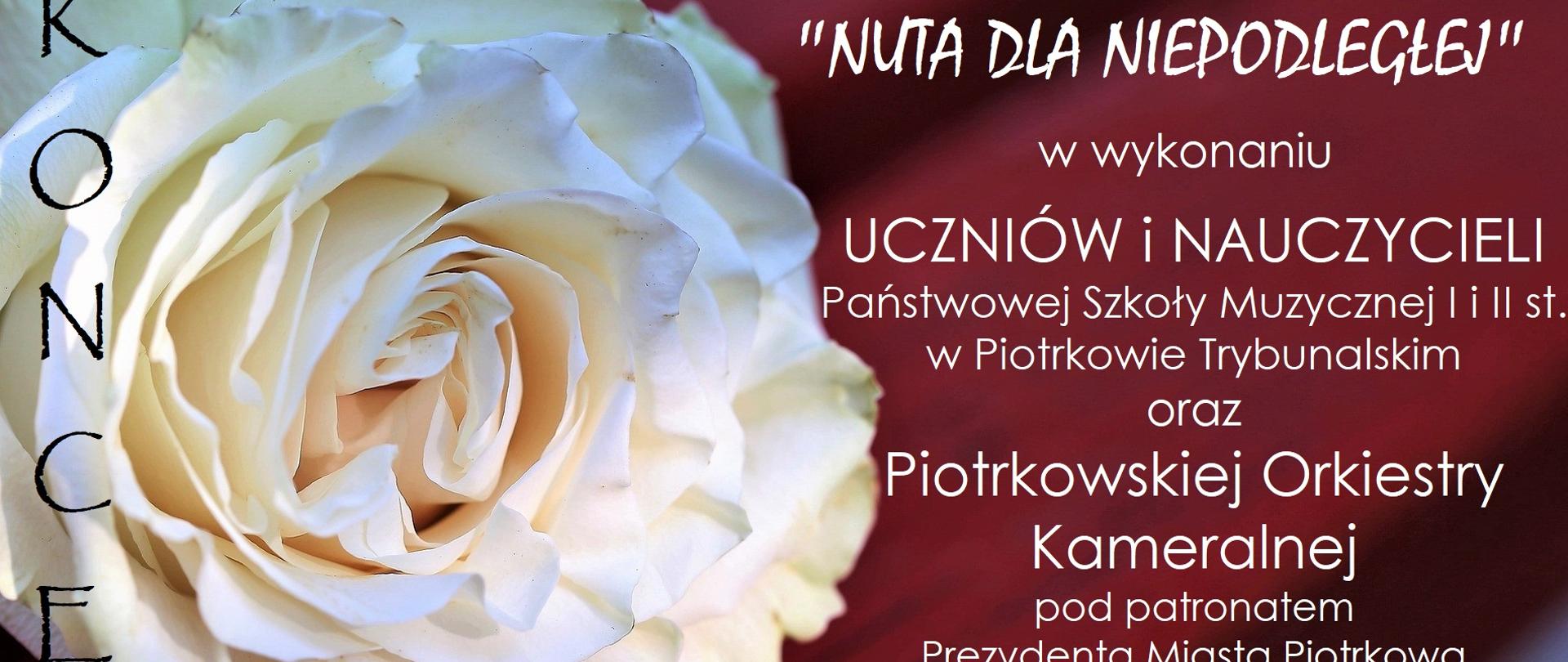 Plakat koncertu Nuta dla Niepodległej po lewej stronie biała róża na czerwonym tle i tekstem "Koncert", po prawej stronie tekst "Nuta dla Niepodległej w wykonaniu uczniów i nauczycieli Państwowej Szkoły Muzycznej I i II st. w Piotrkowie Trybunalskim oraz Piotrkowskiej Orkiestry Kameralnej pod patronatem Prezydenta Miasta Piotrkowa, 10 listopada 2022 r. godz. 18.15 Kościół O. Jezuitów w Piotrkowie Trybunalskim