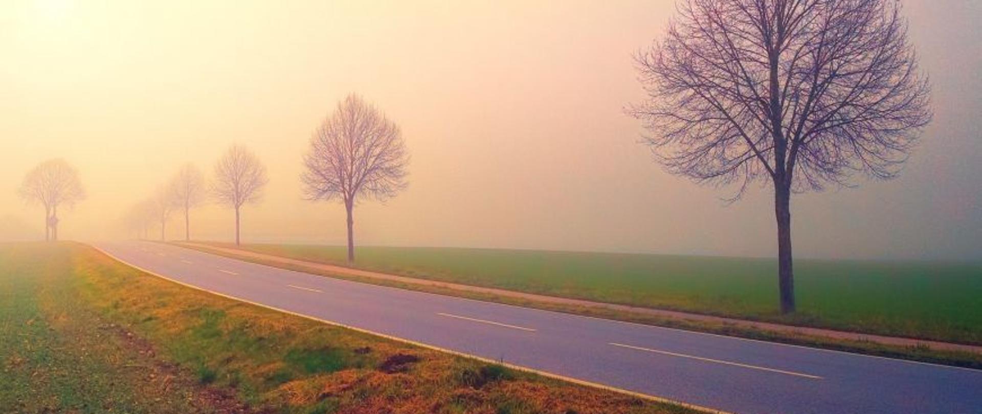 Droga, pobocza i drzewa, lekka mgła