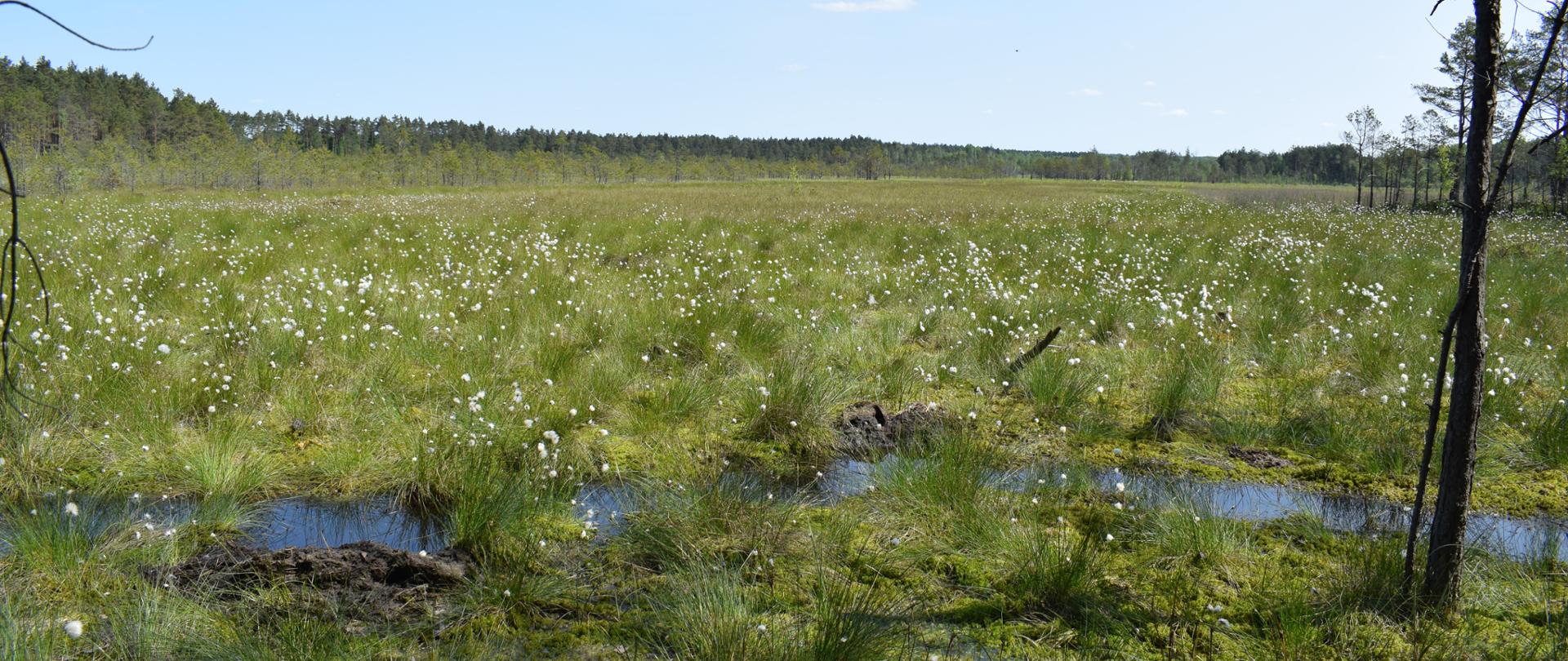 Ochrona czynna cennych ekosystemów na terenie województwa świętokrzyskiego 
