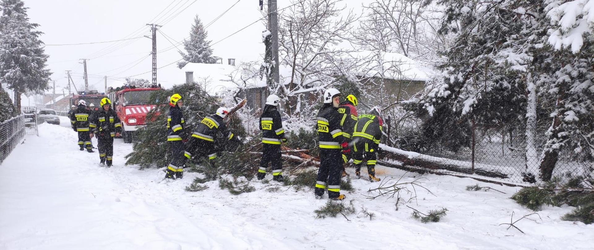 Zdjęcie przedstawia powalone na jezdnię drzewo na skutek intensywnych opadów śniegu. Na zdjęciu widać ośmiu strażaków ubranych w czarne mundury specjalne i seledynowe i białe hełmy. Strażacy usuwają powalone drzewa na jezdnię. Droga jest pokryta gruba warstwę śniegu. Za powalonymi drzewami stoją dwa czerwone pojazdy pożarnicze a za nimi pojazd osobowy. Po prawej stronie widać budynek mieszkalny na dachu jest gruba pokrywa śniegu.