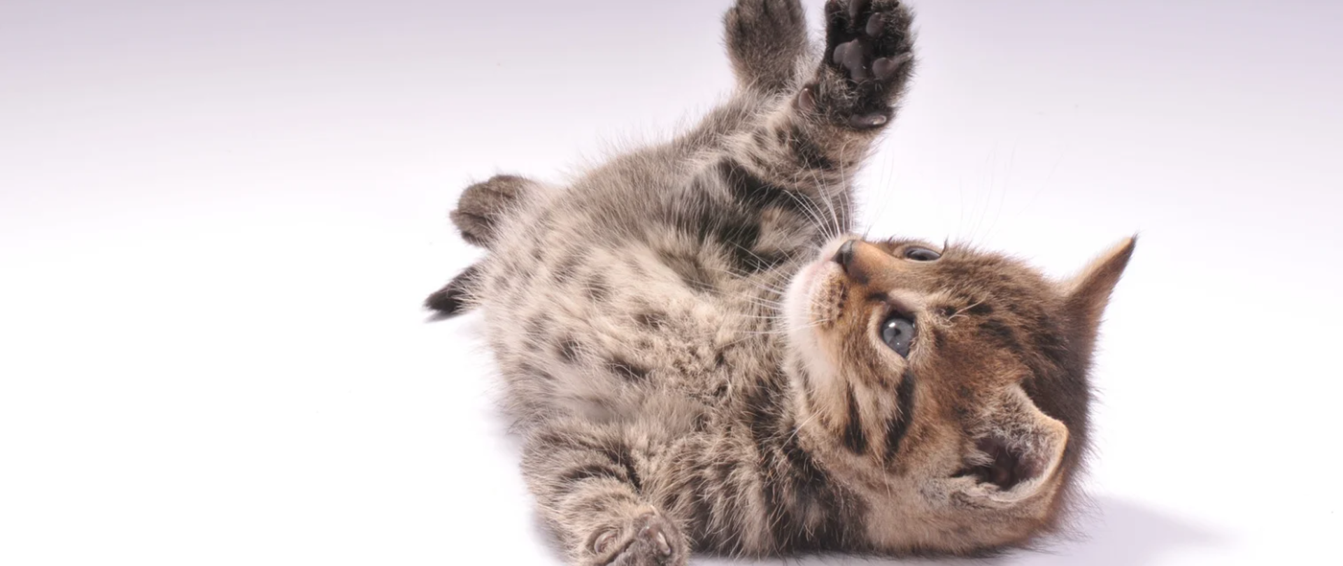 na białym tle po prawej stronie kot leżący na plecach z łapami w górze