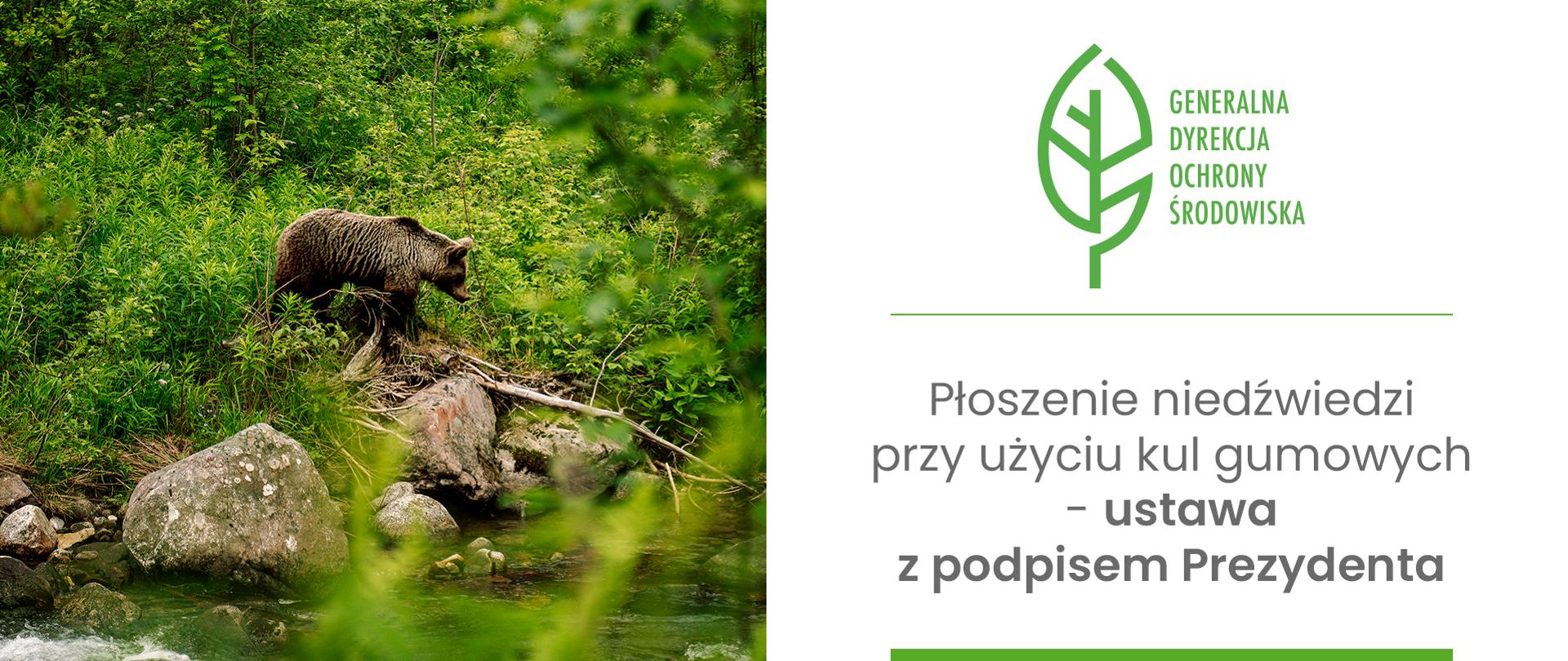 Grafika przedstawia zdjęcie niedźwiedzia brunatnego w jego naturalnym środowisku. Niedźwiedź idzie po kamienistym zboczu, tuż nad brzegiem górskiego potoku lub rzeki. Teren jest gęsto porośnięty soczystą, zieloną roślinnością i krzewami. Na pierwszym planie widoczne są duże, szare głazy oraz fragment płynącej wody. Po prawej stronie na białym tle znajduje się logotyp GDOŚ (zielony znak w kształcie liścia wraz z pełną nazwą instytucji). Pod spodem znajduje się napis: „Płoszenie niedźwiedzi przy użyciu kul gumowych – ustawa z podpisem Prezydenta”.