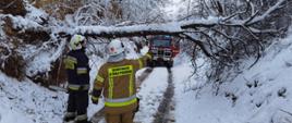 Strażacy OSP przed złamanym konarem drzewa blokującym drogę