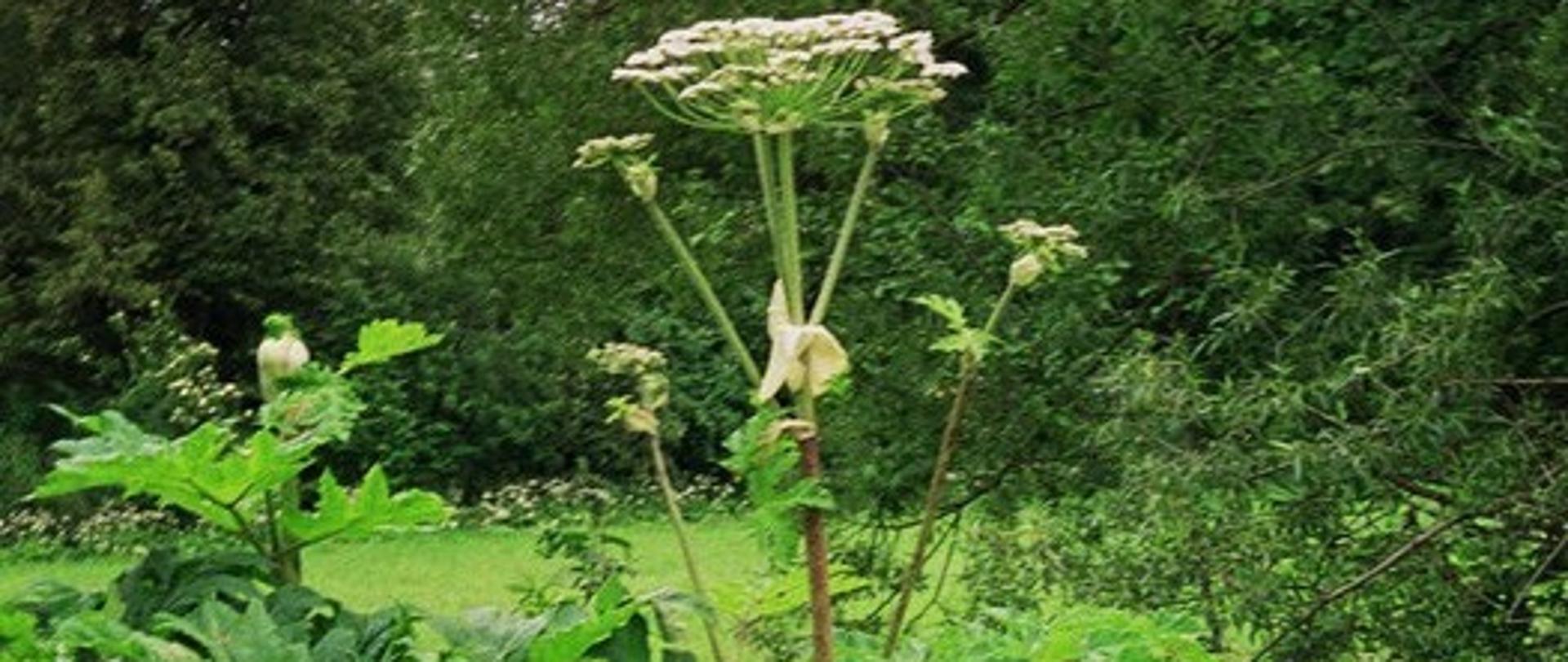 Zdjęcie przedstawia barszcz sosnowskiego