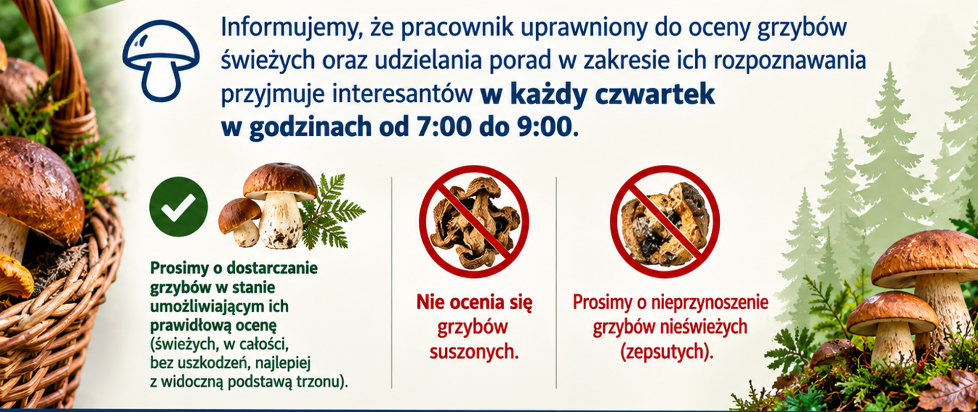 Baner grzyby