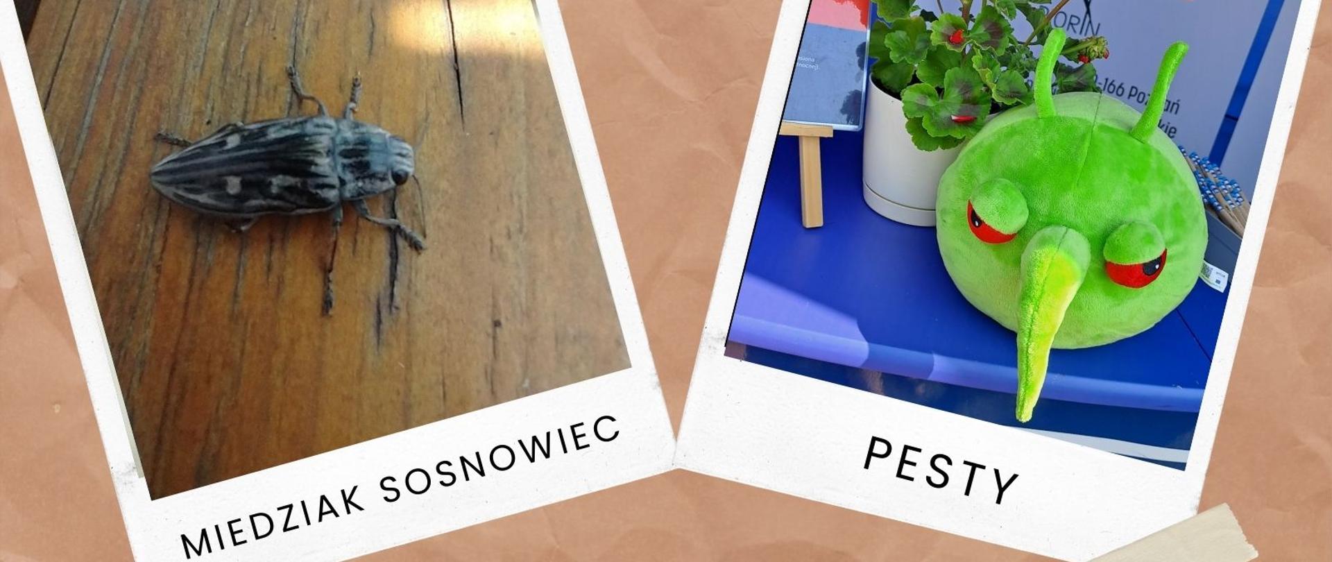 Miedziak sosnowiec i Pesty