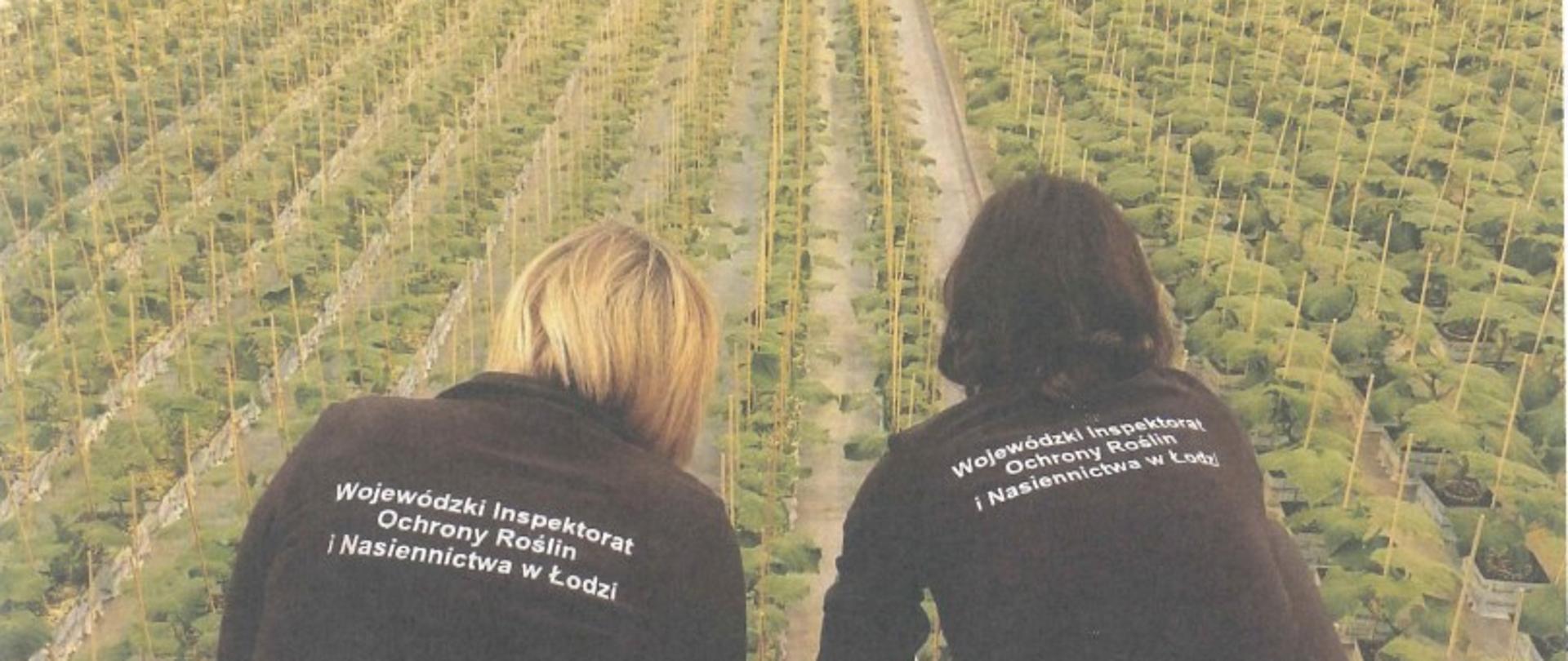 Zdjęcie z artykułu przedstawiające dwie panie schylające się nad sadzonkami roślin