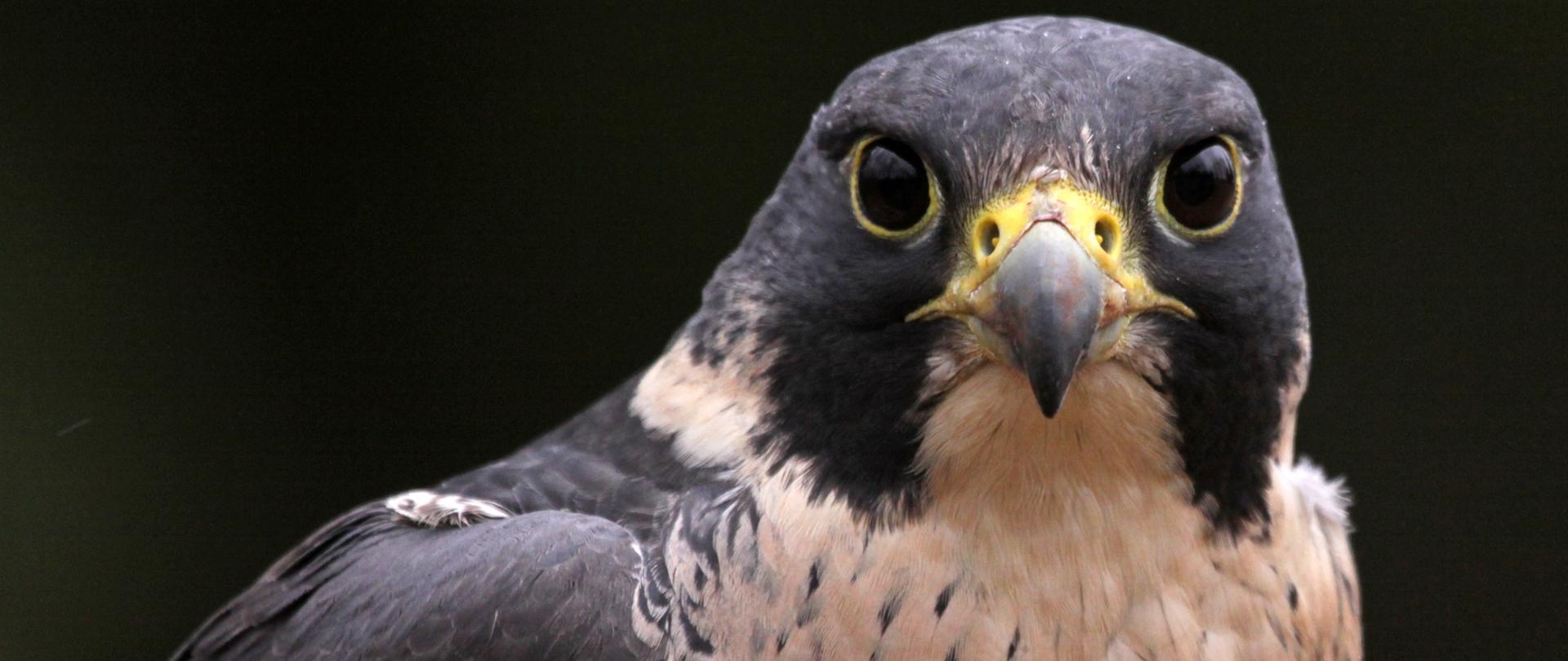 Sokół wędrowny - sylwetka ptaka, Na pieszym planie głowa i dziób. Opuszczone skrzydła.