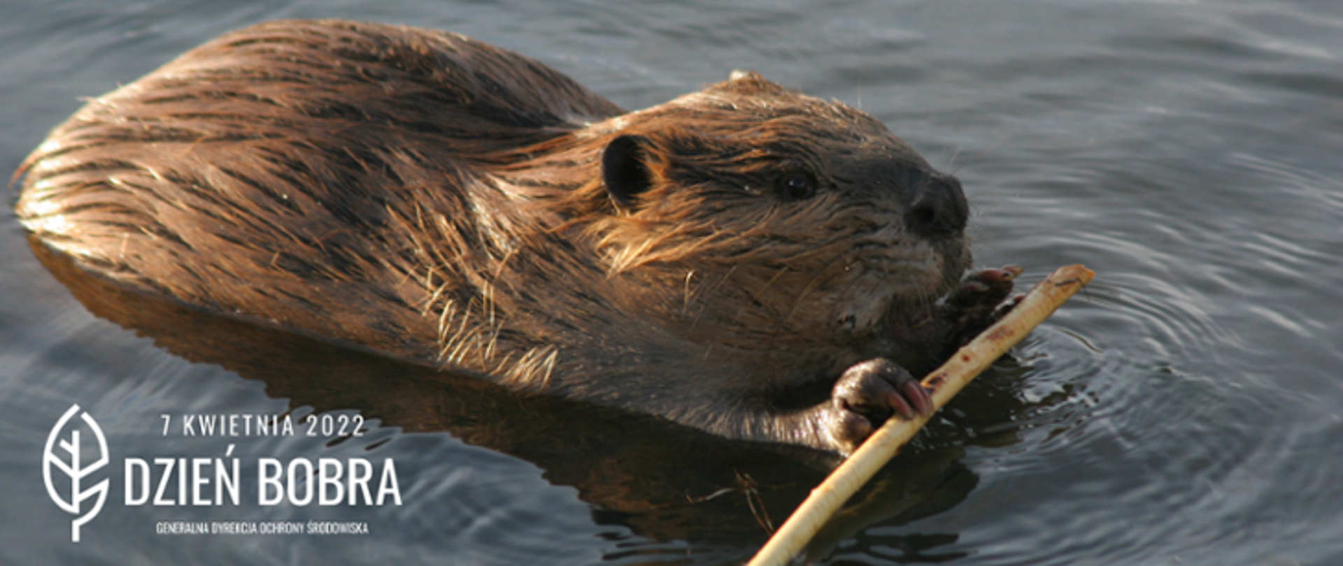 Zwierzę bóbr, który znajduje się w wodzie. Ma rudawe futerko. W łapakach trzyma patyk. Pod spodem napis 2 kwietnia 2022 i logo Generalnej Dyrekcji Ochrony Środowiska (napis w kolorze białym).