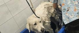 "Zdjęcie przedstawia dużego, białego psa o gęstej sierści, który stoi w niebieskiej wannie podczas kąpieli w salonie groomerskim.
Po prawej stronie kadru widoczny jest od tyłu mężczyzna (groomer), ubrany w niebieską bluzę medyczną w drobne wzory przedstawiające rysunkowe psy oraz czarne spodnie. Mężczyzna jest pochylony nad psem i myje lub rozczesuje jego mokrą sierść na grzbiecie.
Centralną część zdjęcia zajmuje duży, biały pies (przypominający rasę podhalańską lub owczarka maremma). Zwierzę ma całkowicie mokre, posklejane futro, spuszczoną głowę i patrzy przed siebie z lekko zrezygnowaną, ale spokojną miną.
Detale otoczenia:
• Wanna: Duża, profesjonalna wanna groomerska wykonana z ciemnoniebieskiego tworzywa sztucznego.
• Stanowisko: Nad wanną zamontowana jest metalowa rama (wysięgnik), z której zwisa czarna smycz oraz gruba, jasna lina zabezpieczająca psa podczas zabiegów.
• Tło: Ściany pomieszczenia są wyłożone jasnymi, dużymi płytkami ceramicznymi.
Kadrowanie zdjęcia jest poziome, ujęcie wykonano z bliska, z wysokości oczu stojącego człowieka."