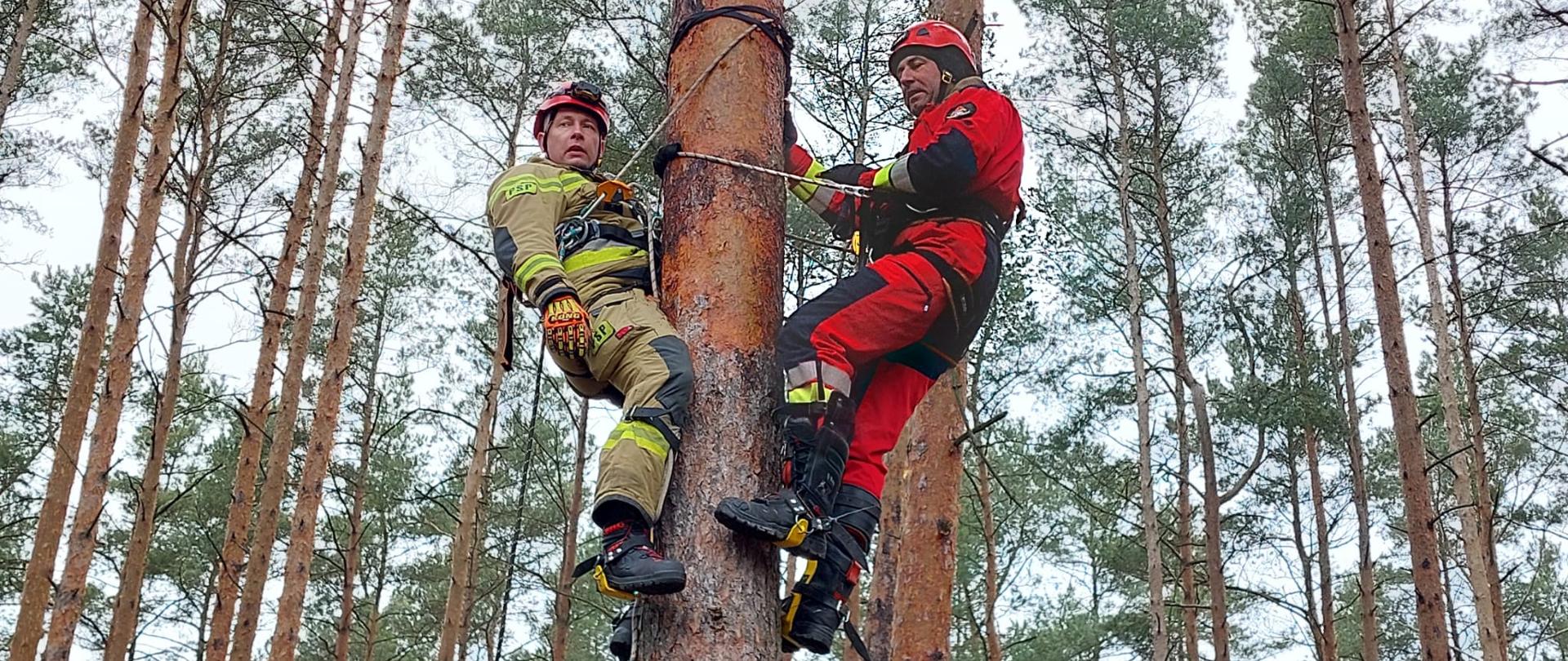 Dwaj strażacy podczas ćwiczeń na drzewie