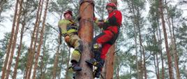 Dwaj strażacy podczas ćwiczeń na drzewie