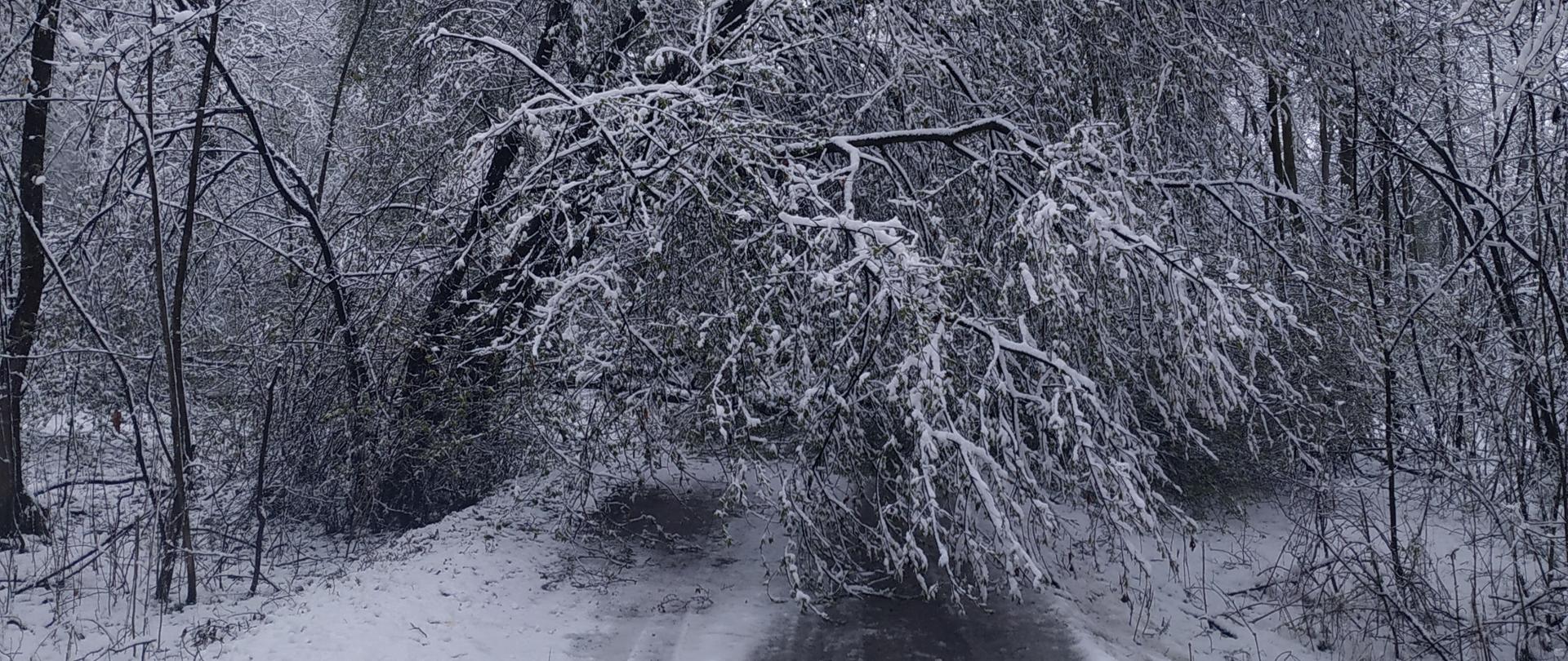 pochylone drzewo pod naporem śniegu nad drogą