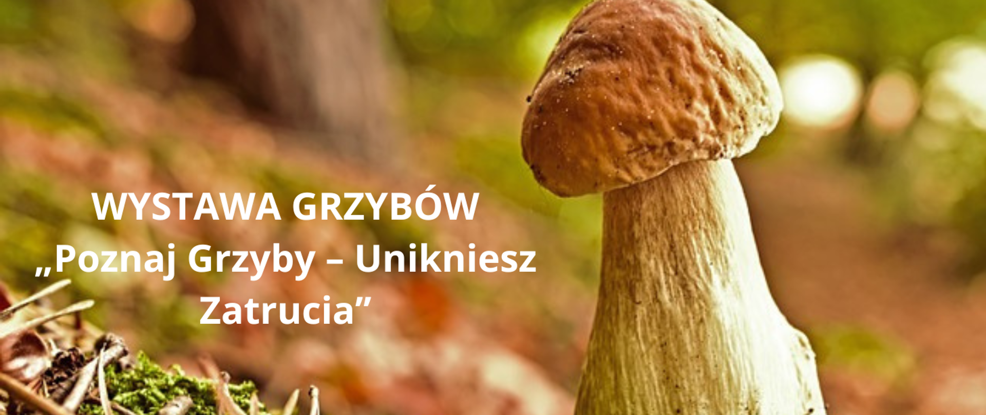 WYSTAWA_GRZYBÓW_„Poznaj_Grzyby_–_Unikniesz_Zatrucia’’