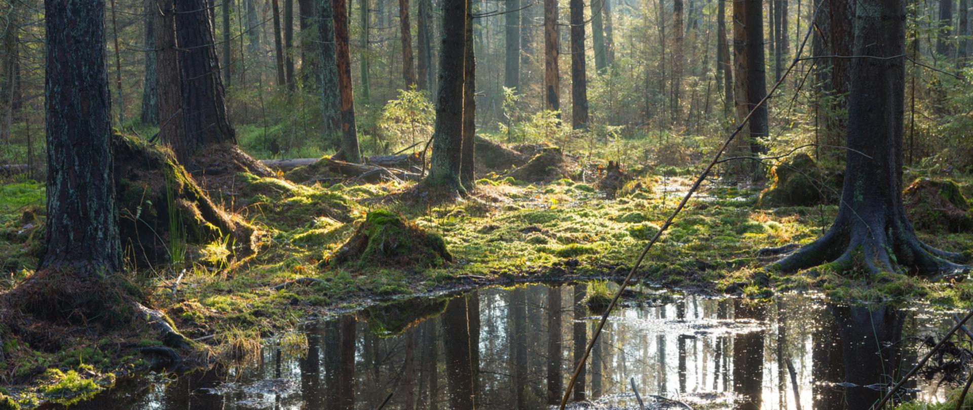 Natural coniferous stand of Bialowieza Forest Landscape Reserve in morning with sunlight entering, Bialowieza Forest,Poland,Europe