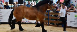 XXVIII Regionalna Wystawa Zwierząt Hodowlanych w Szepietowie, fot. PODR w Szepietowie