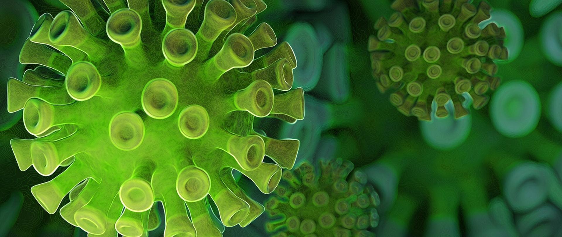 zielone koronawirusy