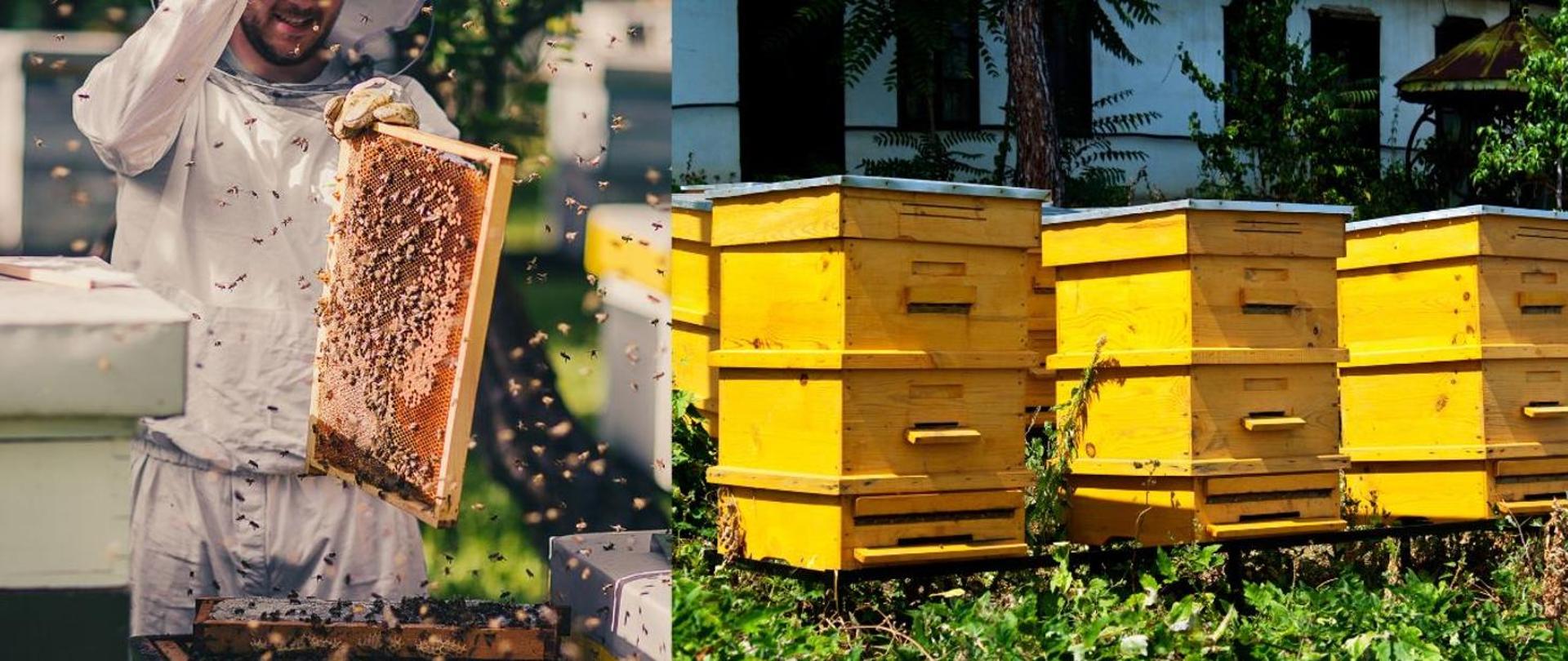 Grafika przedstawiająca po lewej stronie przedstawia pszczelarza pracującego przy ulach z pszczołami. Z prawej strony grafiki kilka żółtych uli. 