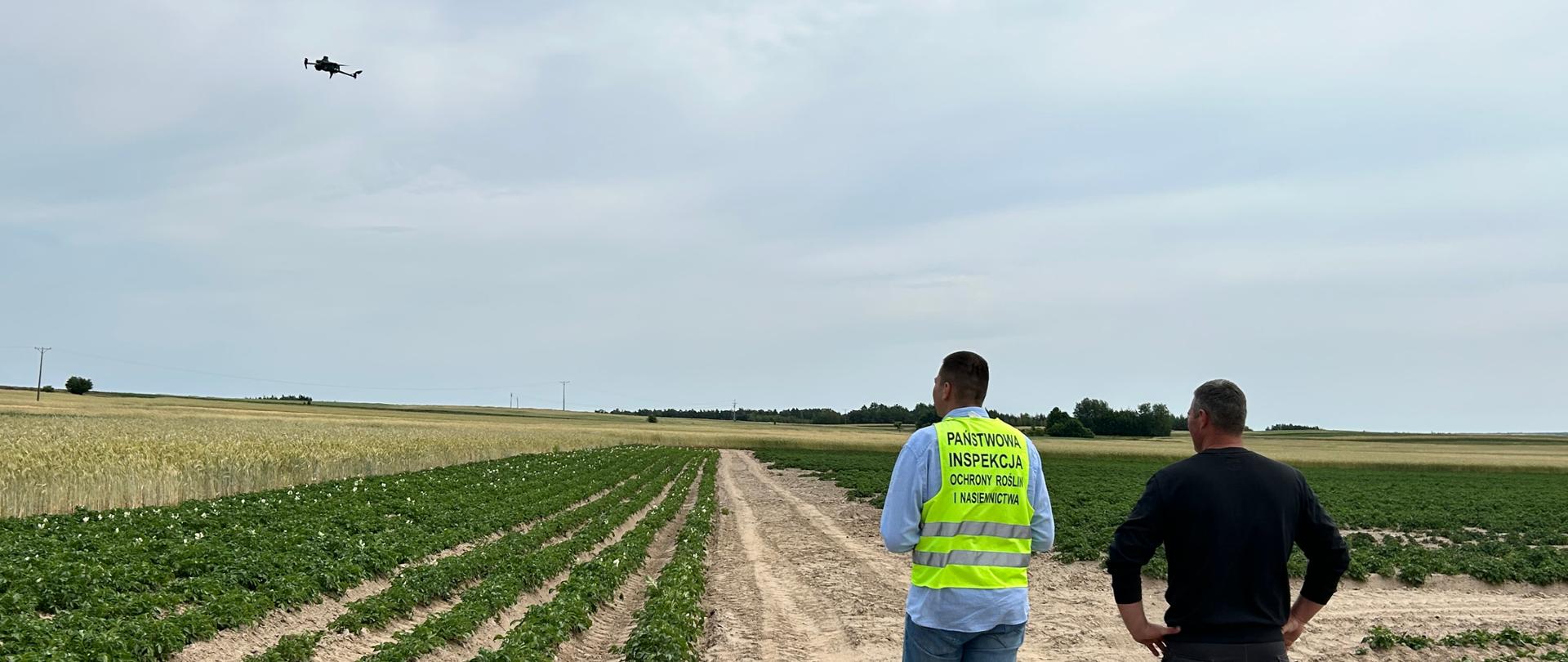 Ocena plantacji nasiennej przy użyciu DRON. 