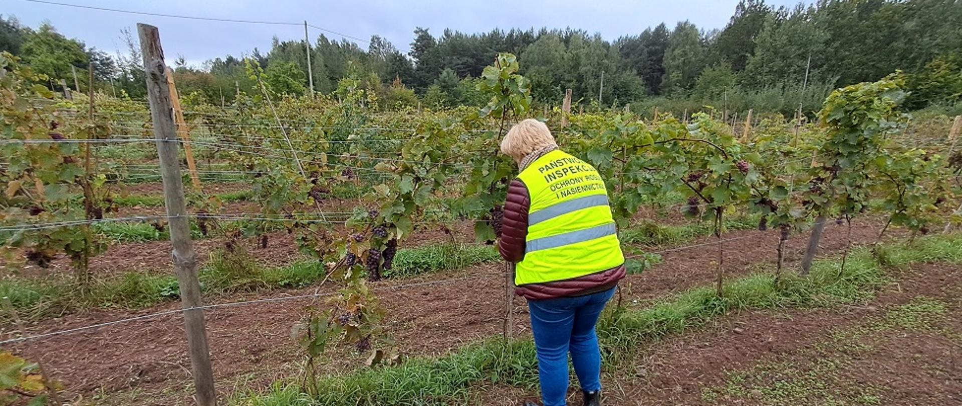 W centrum zdjęcia znajduje się osoba, ubrana w kamizelkę odblaskową z logo PIORiN. Osoba zwrócona do zdjęcia plecami. Widoczne pole, na którym rośnie w rzędach winorośl.
W niedużych odległościach widoczne wbite w ziemię drewniane słupki, do których zamocowane są druty, po których wije się winorośl.
